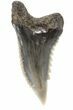 Hemipristis Shark Lower Lateral Tooth - Maryland #42578-1